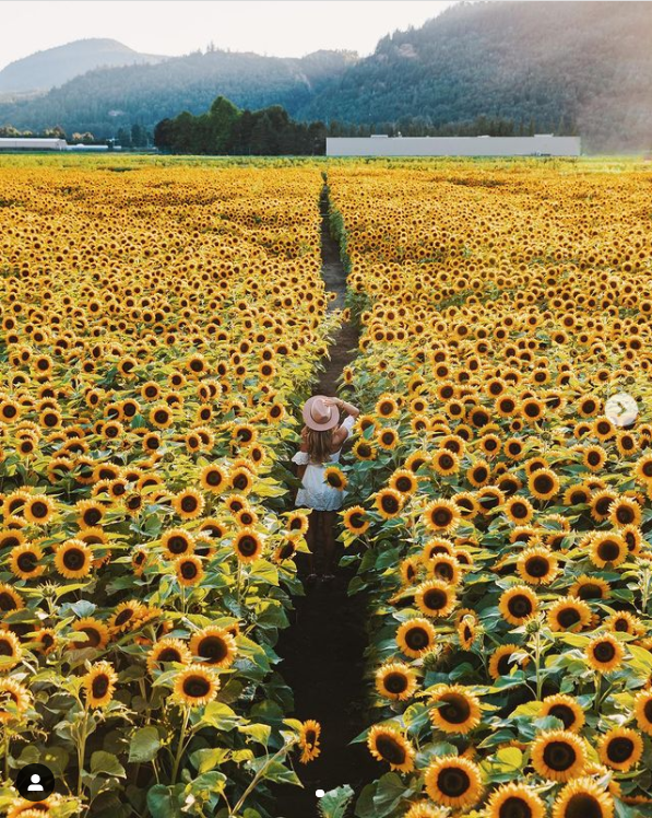 Woman walking a long narrow path that cuts through a field of bright yellow sunflowers.