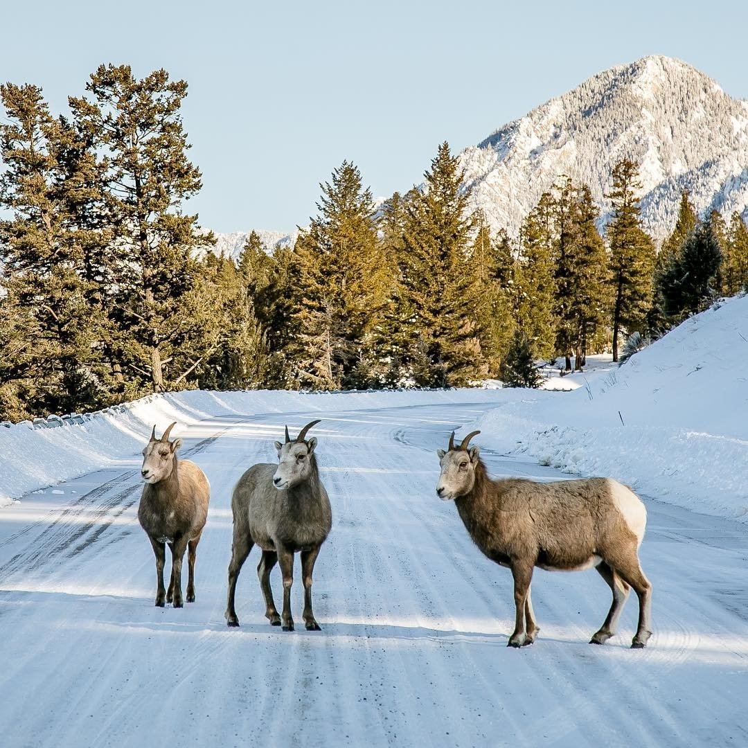 Three elk on a snow-covered path