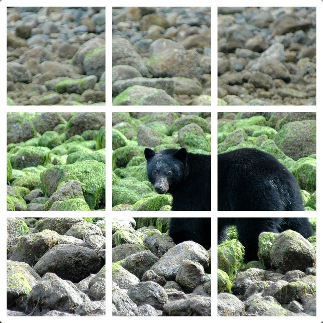 Image of bear overlayed with grid-like lines to illustrate the use of the Rule of Thirds.
