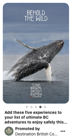 Humpback whale breaching the water invites us to behold the wild.