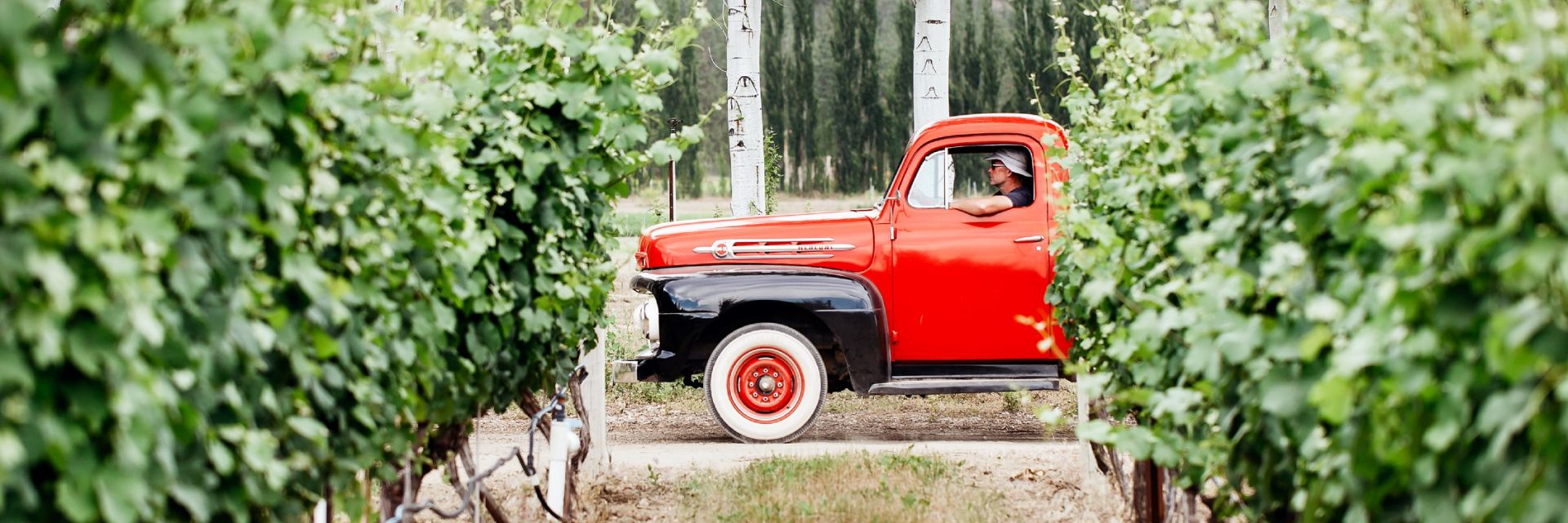 red truck in a vineyard